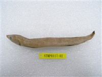 藏品(鼠鱚)的圖片